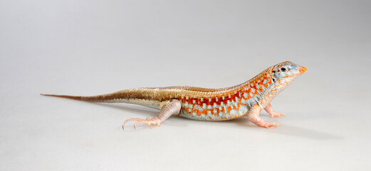 Peters's keeled cordylid, Malagasy plated lizard // Juwelenschildechse (Tracheloptychus petersi) - Madagascar