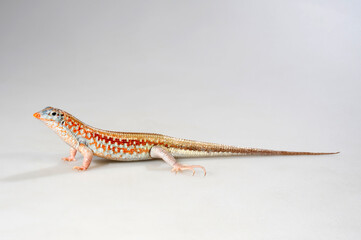 Fototapeta premium Peters's keeled cordylid, Malagasy plated lizard // Juwelenschildechse (Tracheloptychus petersi) - Madagascar