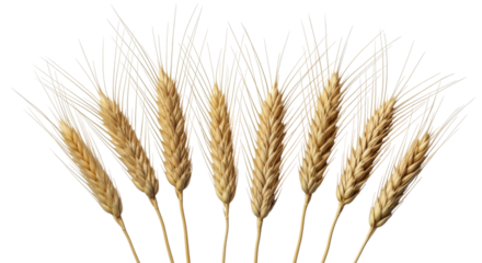 Wheat stalks transparent background cutout png