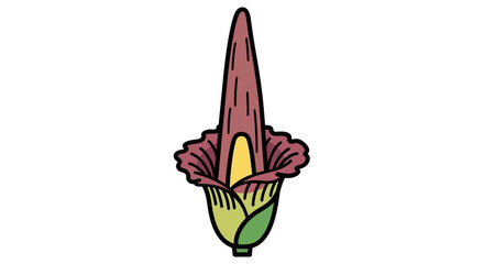 Illustration of a Titan Arum flower, featuring a tall spadix and ruffled spathe, isolated on a white background.