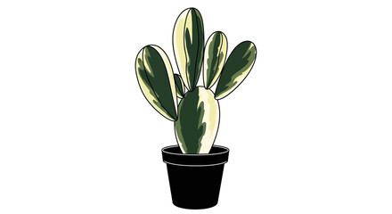 A potted cactus plant with green, white, and yellow leaves, isolated on white.