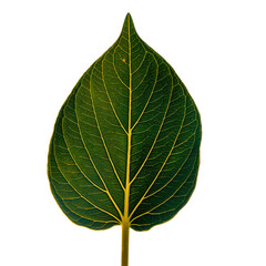 Obraz premium Detailed Close Up of a Green Leaf Vein Structure with Golden Speckles Isolated on a Black Background Macro Photography