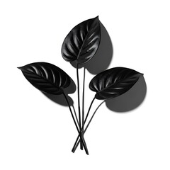 Three black leaves on stems isolated on white background