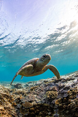 A beautiful green sea turtle swimming over coral reef in a shallow lagoon on sunrise. Photographed in the tropical clear waters on the Great Barrier Reef, Queensland Australia.