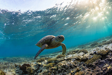 A beautiful green sea turtle swimming over coral reef in a shallow lagoon under the golden rays of sunrise. Photographed in the tropical clear waters on the Great Barrier Reef, Queensland Australia. © Nautilus Creative