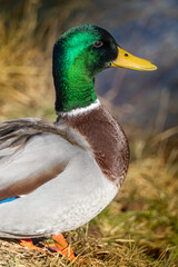 female mallard duck
