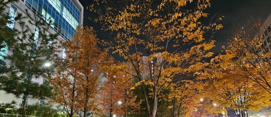 One late autumn night, On fall nights, In this autumn night, the reds and browns of the woods, leaves with red and gold autumn tints, the dead leaves of autumn, autumn background, autumn backgrounds, 