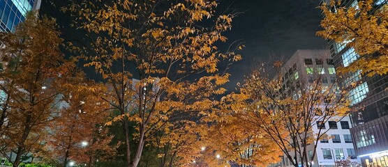 One late autumn night, On fall nights, In this autumn night, the reds and browns of the woods, leaves with red and gold autumn tints, the dead leaves of autumn, autumn background, autumn backgrounds, 