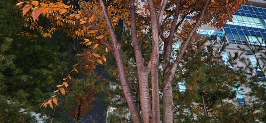 One late autumn night, On fall nights, In this autumn night, the reds and browns of the woods, leaves with red and gold autumn tints, the dead leaves of autumn, autumn background, autumn backgrounds, 