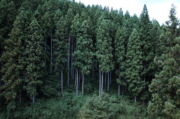 日本の杉林