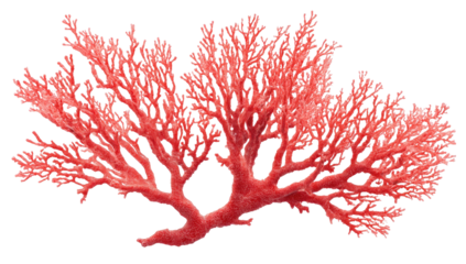 Coral branch delicate, pinkish-red, branching structure