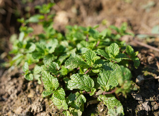 Fresh Green Mint Leaves Growing in Soil – Organic Herb Plant Close-Up