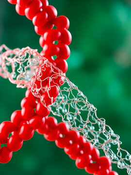Contracted myofibril made up of myofilaments and proteins.
