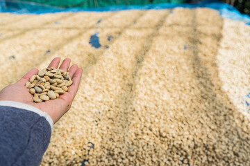 The coffee beans should have a tight, dark emerald-green hue and a consistent color. Green beans in my hand