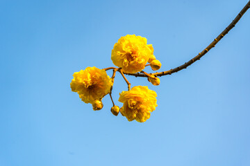 Abebuia chrysanth, Golden Trumpet yellow flowers on background Sky