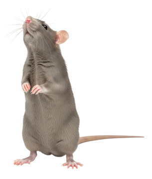 A gray rat standing upright looking upwards transparent background cutout png