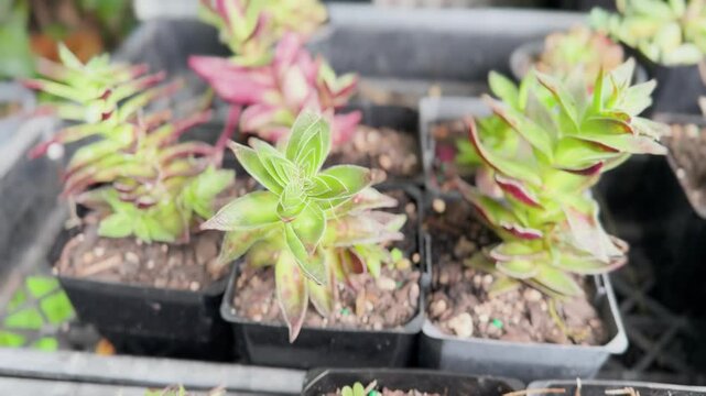Green star shaped cactuses in flower store summer time.