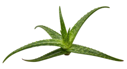 Aloe vera plant transparent background cutout png