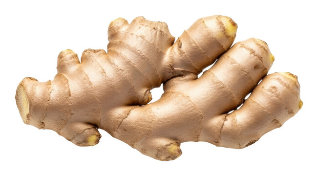 Fresh ginger root harvest farm field food product natural isolated on transparent background