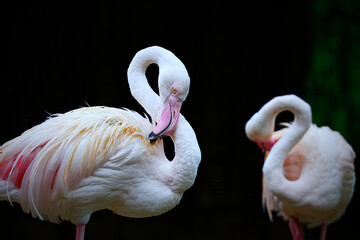 two pink flamingos