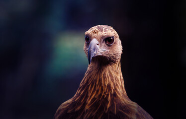close up potrait of an eagle