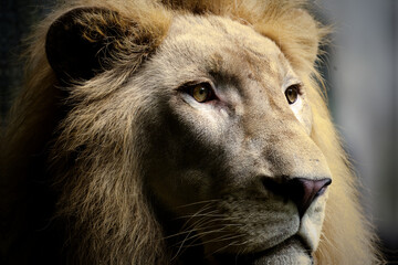 close up portrait of a lion © Daniel
