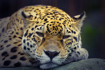 Obraz premium Front on resting leopard