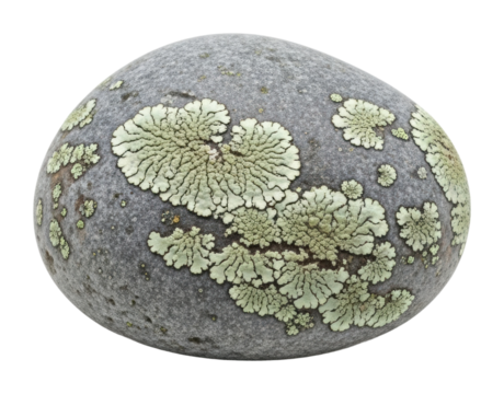 Lichen growth on rock surface nature texture isolated on transparent background