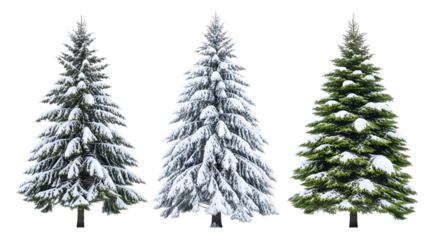 fir tree isolated on white