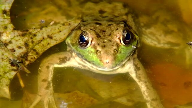 Super close up of green-brown frog or toad staying still and watching surroundings while chilling in dirty water full of fallen leaves