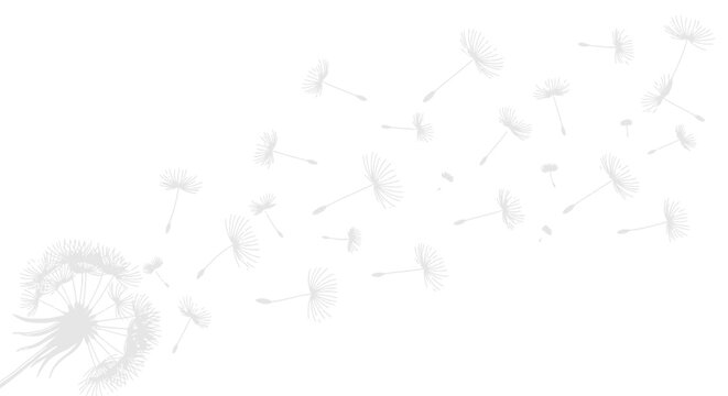 Delicate dandelion seeds gracefully floating in the breeze on clean white background, light and airy design element for springtime promotions and creative projects