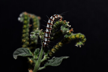 macro shot of Crimson-speckled moth (Utetheisa pulchella) caterpillar clinging to green plant, showcasing its black, white, orange spots and dark hairs, contrasted against pure black background.