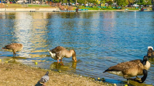 MacArthurPark_LosAngeles_ withBirds_MS_ Timelapse_HD _ZoomOut_20s