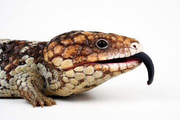 Shingleback skink, shingleback lizard // Tannenzapfenechse (Tiliqua rugosa) - Australia