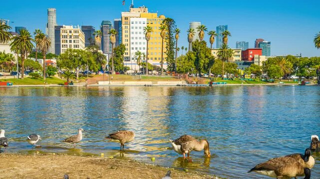 MacArthurPark_LosAngeles_  withBirds_MS_ Timelapse_4K _PanDown_20s