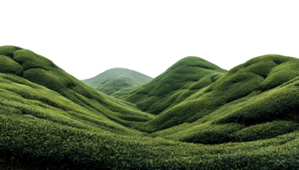 Green rolling hills with dark sky, cultivated slopes