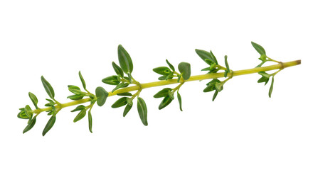 Obraz premium Fresh Thyme Sprig Isolated On Black Background