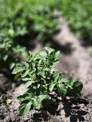 Fresh green potato plant growing in soil, close-up foliage detail in bright sunlight, showcasing textured leaves and healthy agricultural growth.
