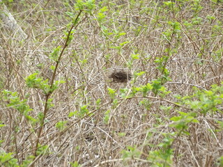 An empty nest of a small bird among twigs in early spring forest.