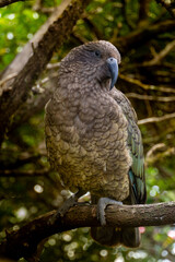 red tailed Kea in New Zealand