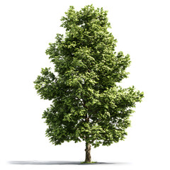 Fototapeta premium The Majesty of a Singular Tree: A towering tree, its verdant canopy reaching towards the sun, stands in proud isolation.