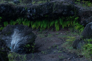 Tranquil Outdoor Scene Featuring Lush Ferns and Volcanic Rock Formation Landscape