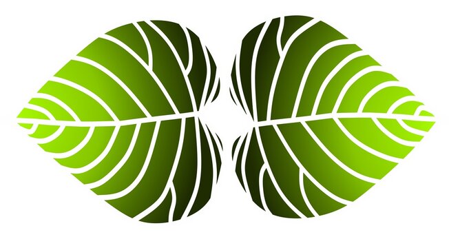 Fototapeta A modern symmetric pair of green leaves with bold vein lines, perfect for eco designs, nature branding, and botanical themes.
