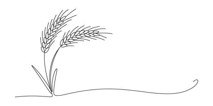 Minimalist continuous line art drawing of two ripe wheat stalks