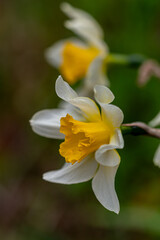 ラッパスイセン