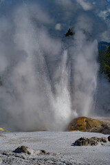geyser in yellowstone national park