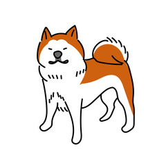 秋田犬が堂々と立つ姿をシンプルに描いたベクターイラスト｜白背景に独立して配置された温かみのある表情と特徴的な巻き尾を分かりやすく表現した素材
