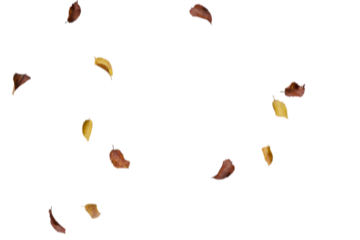 Scattered brown and golden autumn leaves with balanced natural arrangement across white background, perfect for warm fall designs, versatile seasonal graphics, natural aesthetic projects,