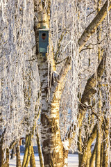 Birch trees with hoarfrost and a nest box on the tree trunk