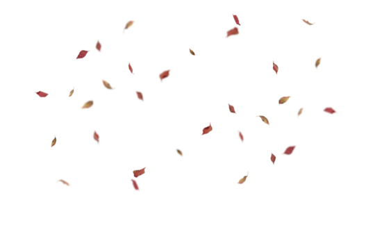 Small scattered deep red autumn leaves distributed evenly across white background with natural spacing, perfect for elegant fall designs, refined seasonal graphics, sophisticated decorations,